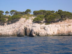 aleppo pines are all over med