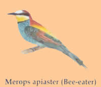 bee eater