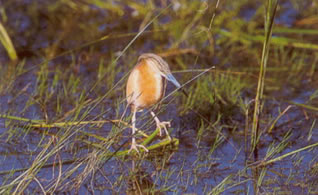 lesser bittern;
