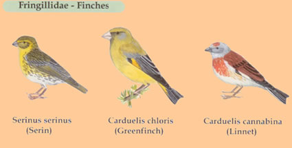greek finches
