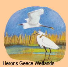 herons