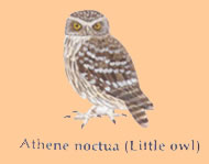 smallest owl