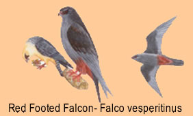 red footed falcon