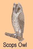 scops owl