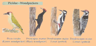 birds of greece