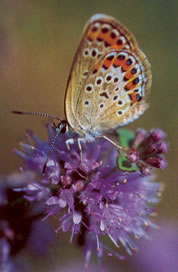 flowers and butterflies and stuff