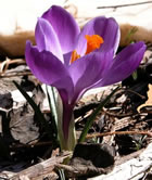 crocus