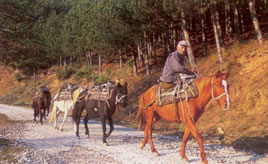 mule train