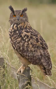 eagle owl