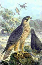 E's falcon
