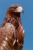 golden eagle