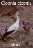 storks