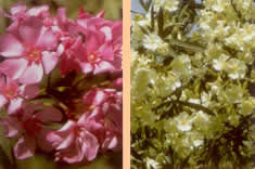 flora euboea