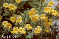 oleander