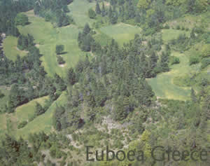 forest