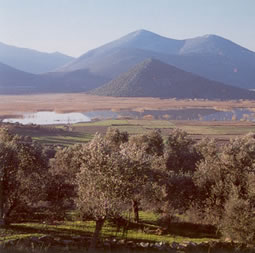 wetlands