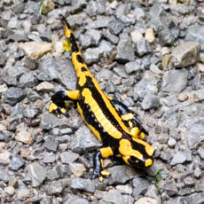 fire salamander