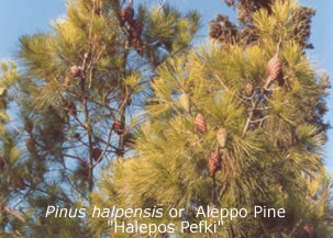 allepo pine