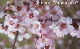almond blossoms