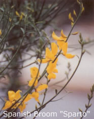 spanish broom