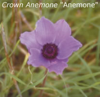 anemone purple