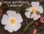 flora 