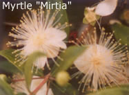 myrtle