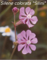 silini