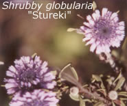 stureki