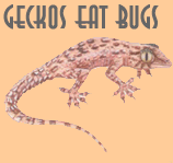 be kind to geckos they are lucky