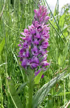 greek orchid