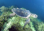loggerhead turtle