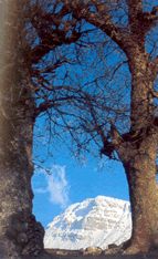 mountains are ubiquitus