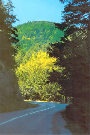 the spectacular drive