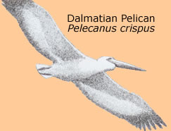 the 
Dalmatian Pelican