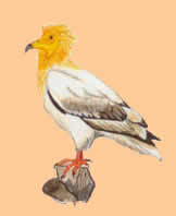 vulture egyptian