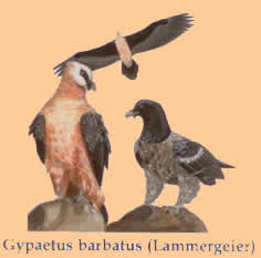 lammergeier