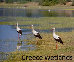 wetlands rhodes