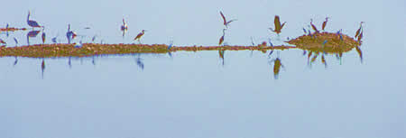 endangered wetlands