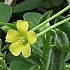 oxalis are invasive