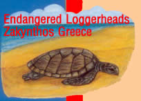 boycott the island?