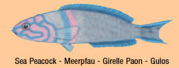 sea peacock