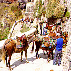 conveyance reccomended