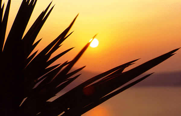 a plant and dawn