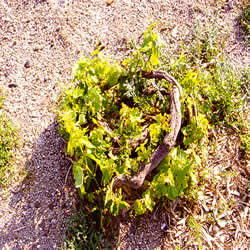 how they grow the grapes 