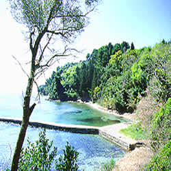 tree and sea