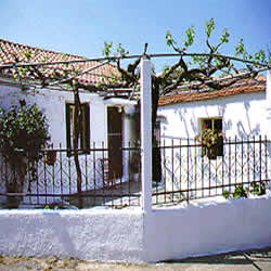 garden with grape vine